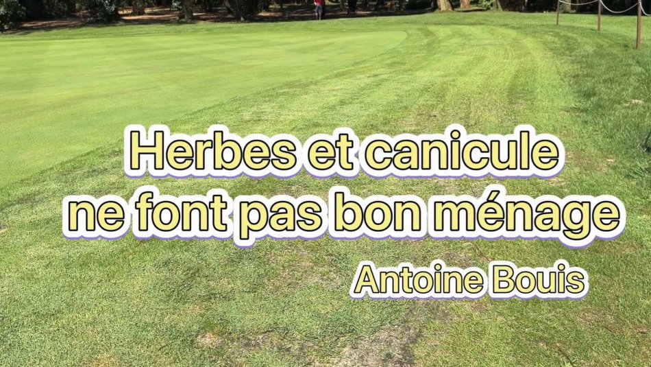 Herbes et canicule